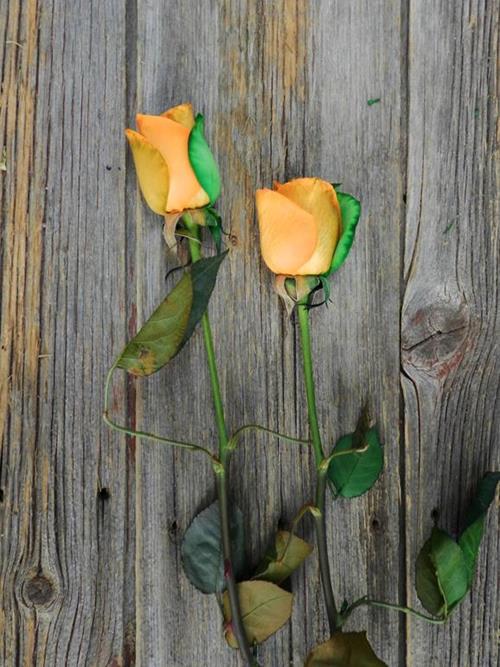 GREEN & ORANGE  TINTED ROSES